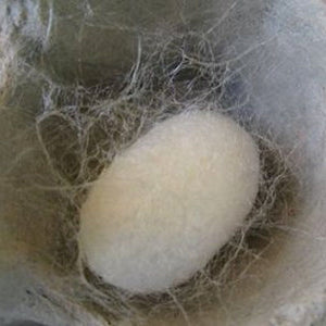Mulberry silk cocoon
